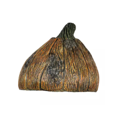 Citrouille Pourrie - 4 Ghoulish