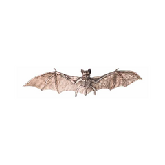 Rotten skeleton bat