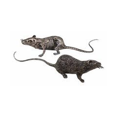 Rotten skeleton rat