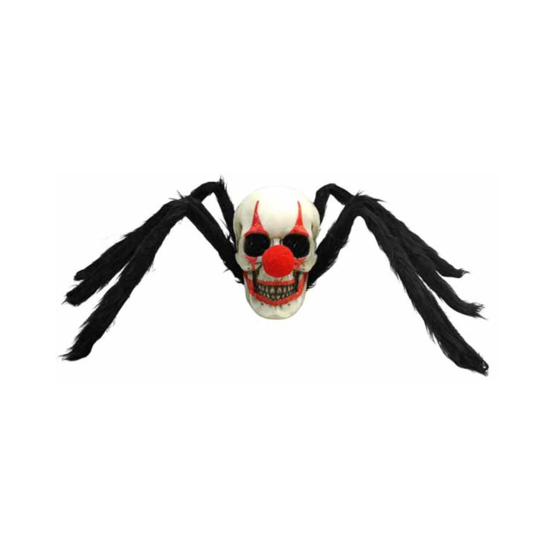 Araignée clown Sunstar