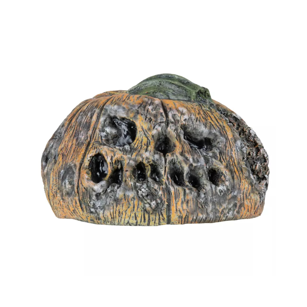 Citrouille Pourrie - 6 Ghoulish