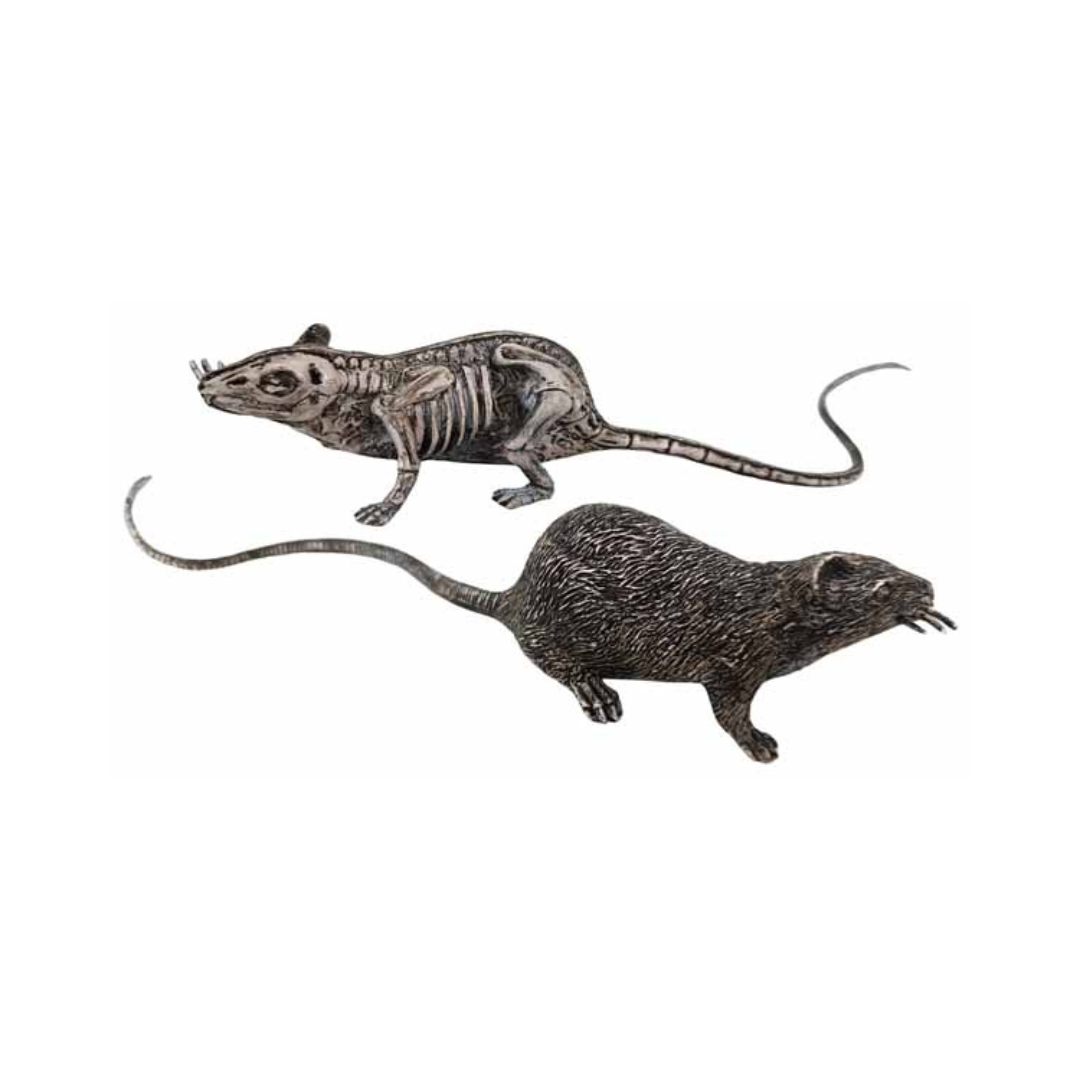Rat squelette pourri