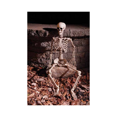 Squelette articulé naturel – 36"